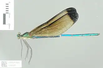Atrocalopteryx melli