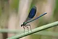 Calopteryx splendens