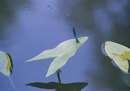 Weidebeekjuffer (Calopteryx splendens)
