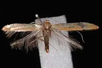 Caloptilia acerifoliella