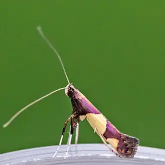 Caloptilia bimaculatella