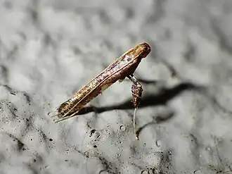 Caloptilia chalcodelta