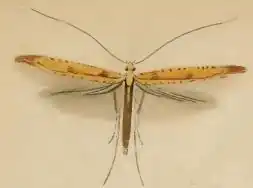 Bruine elzensteltmot