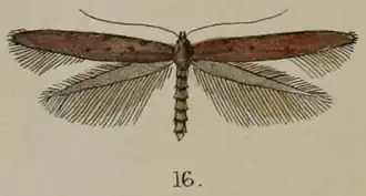 Caloptilia linearis