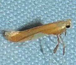 Caloptilia packardella