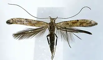 Witte berkensteltmot