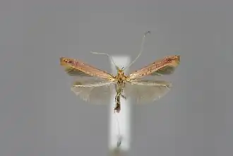 Donkere esdoornsteltmot