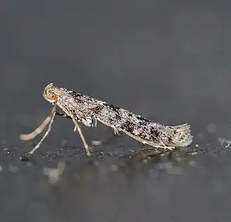 Gevlekte berkensteltmot