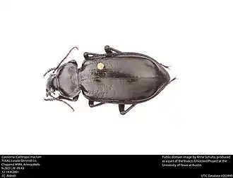 Calosoma macrum