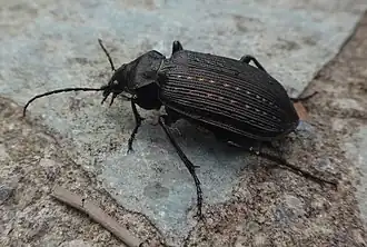 Calosoma alternans