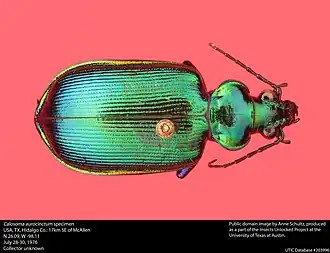 Calosoma aurocinctum