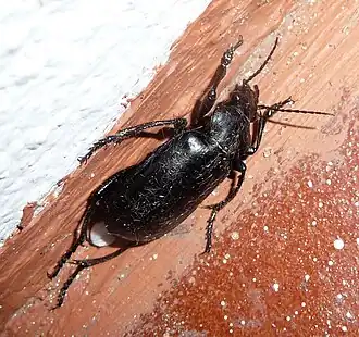 Calosoma maderae