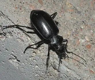 Calosoma peregrinator