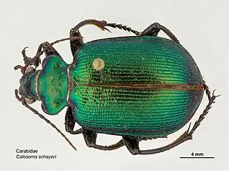 Calosoma schayeri