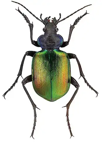 Calosoma semilaeve