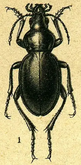 Calosoma usgentensis