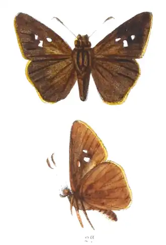 Caltoris aurociliata