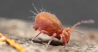 Calvatomina rufescens