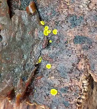 Zwavelgeel schijfzwammetje