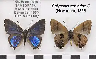 Calycopis centoripa