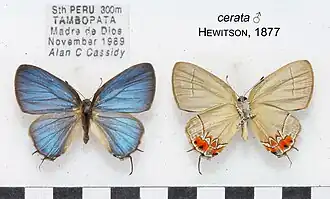 Calycopis cerata