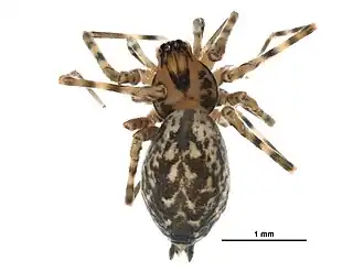 Calymmaria emertoni
