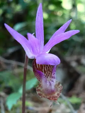 Calypso bulbosa