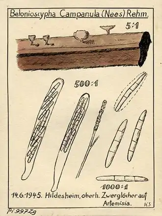 Geel brandnetelklokje