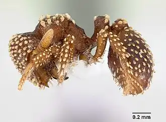 Calyptomyrmex kaurus