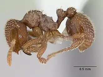 Calyptomyrmex piripilis