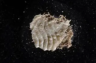 Calyptotheca latifrons