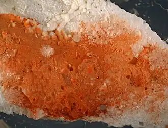 Calyptotheca wasinensis