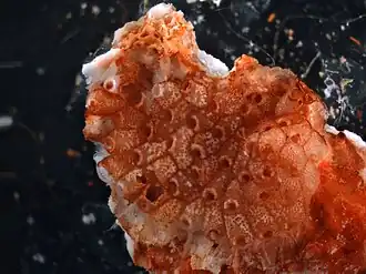 Calyptotheca triangulata