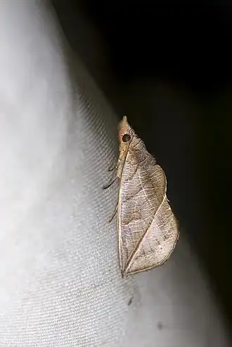 Calyptra orthograpta