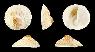 Calyptraea helicoidea