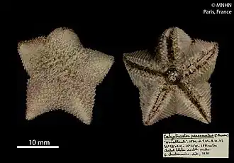 Calyptraster personatus