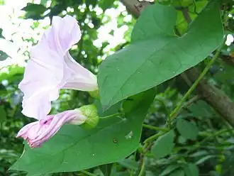 Calystegia pulchra