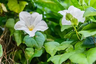 Calystegia tuguriorum