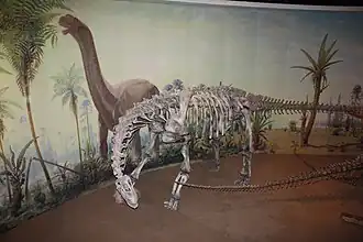 Een Camarasaurus