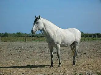 Camargue