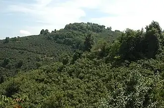 Een groot deel van de provincie is begroeid met hazelnotenstruiken