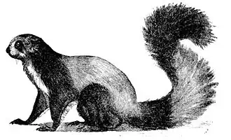 Petaurista alborufus