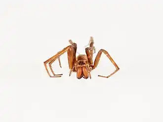 Cambridgea peelensis