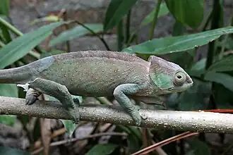 O'Shaughnessy's kameleon (Calumma oshaughnessyi)