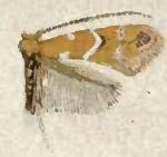 Cameraria betulivora