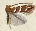 Cameraria guttifinitella