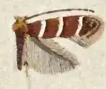 Cameraria obstrictella