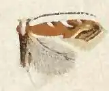 Cameraria quercivorella