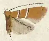 Cameraria tubiferella