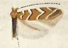 Cameraria umbellulariae